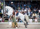 Pferd International 118